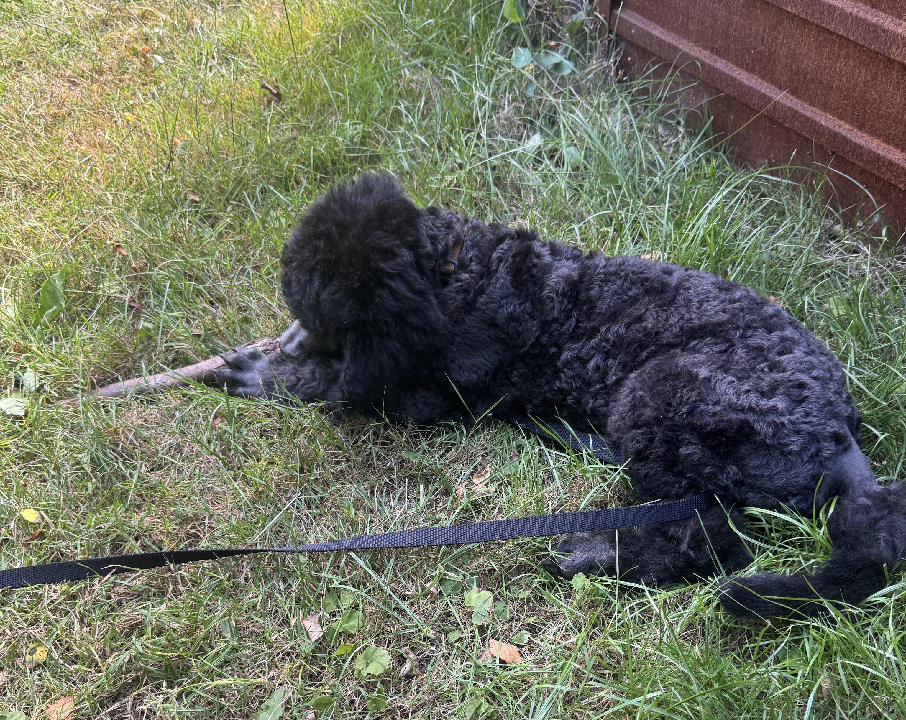 Valpen Ringo biter på en pinne på gräsmattan i sitt nya hem. 